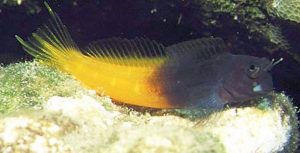 Bicolor Blenny (Ecsenius bicolor)