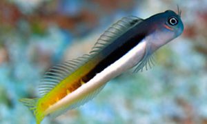 Bicolor Blenny (Ecsenius bicolor)