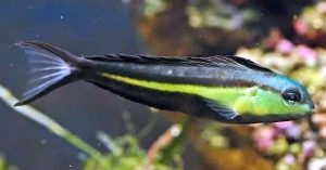 Bundoon Blenny (Meiacanthus bundoon)