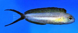 Bundoon Blenny (Meiacanthus bundoon)