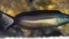 Bundoon Blenny (Meiacanthus bundoon)