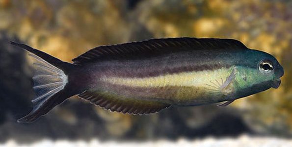 Bundoon Blenny (Meiacanthus bundoon)