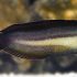 Bundoon Blenny (Meiacanthus bundoon)