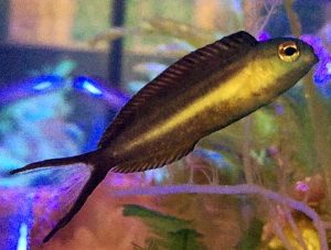 Bundoon Blenny (Meiacanthus bundoon)