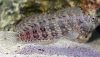 Lawnmower Blenny (Salarias fasciatus)