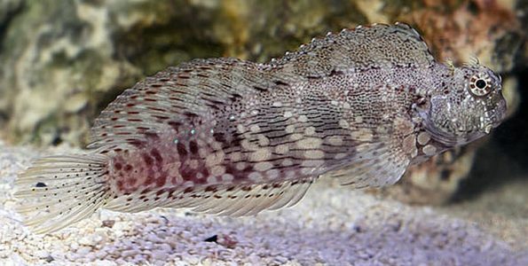 Lawnmower Blenny (Salarias fasciatus)