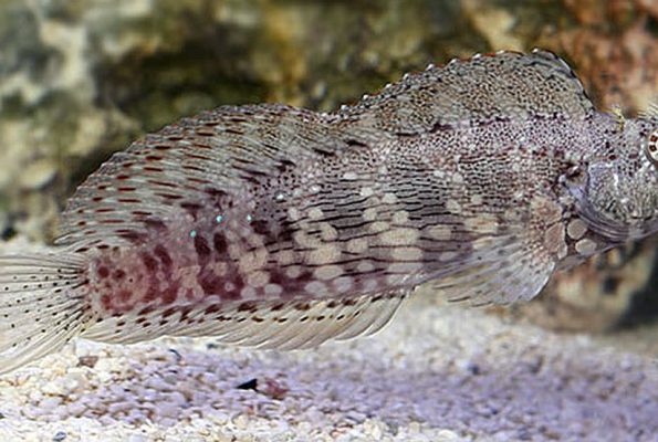 Lawnmower Blenny (Salarias fasciatus)