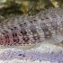 Lawnmower Blenny (Salarias fasciatus)