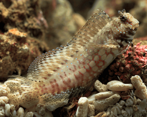 Lawnmower Blenny (Salarias fasciatus)