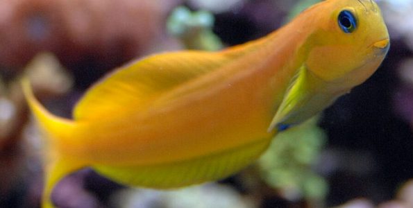 Midas Blenny (Ecsenius midas)