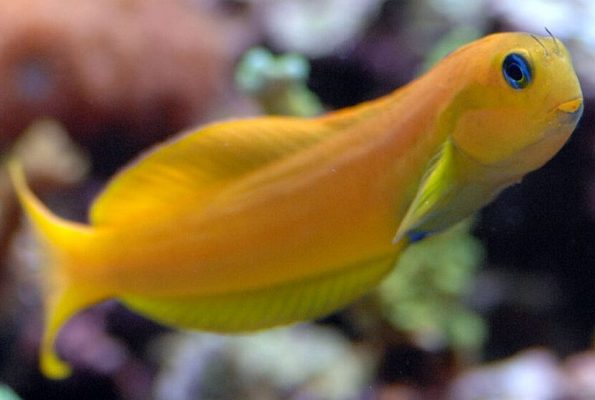 Midas Blenny (Ecsenius midas)