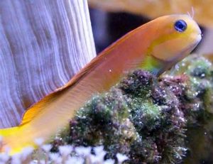 Midas Blenny (Ecsenius midas)