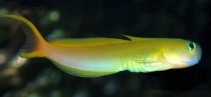 Midas Blenny (Ecsenius midas)