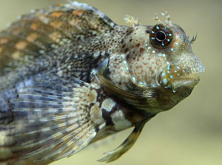 Jewelled Rockskipper Lawnmower Blenny (Salarias fasciatus)
