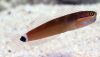Tail Spot Blenny (Ecsenius stigmatura)