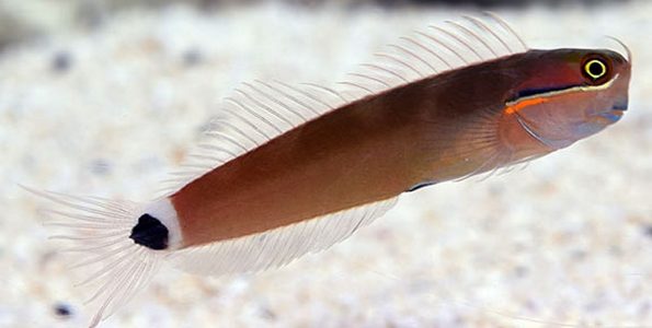 Tail Spot Blenny (Ecsenius stigmatura)