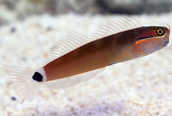 Tail Spot Blenny (Ecsenius stigmatura)