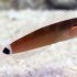 Tail Spot Blenny (Ecsenius stigmatura)