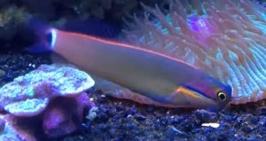 Tail Spot Blenny (Ecsenius stigmatura)