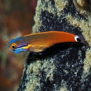 Tail Spot Blenny (Ecsenius stigmatura)