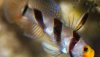 Hi Fin Red Banded Goby (Stonogobiops nematodes)