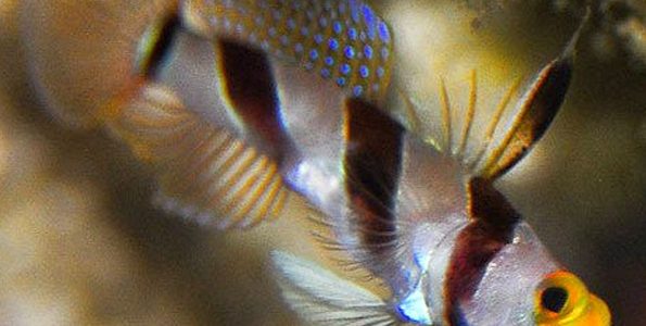Hi Fin Red Banded Goby (Stonogobiops nematodes)
