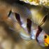 Hi Fin Red Banded Goby (Stonogobiops nematodes)