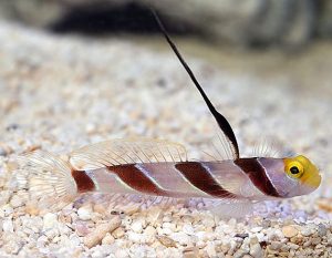Hi Fin Red Banded Goby (Stonogobiops nematodes)