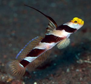 Hi Fin Red Banded Goby (Stonogobiops nematodes)