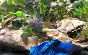 Reticulated Hillstream Loach (Sewellia lineolata)