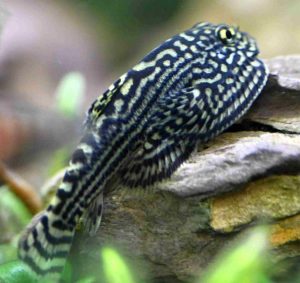 Reticulated Hillstream Loach (Sewellia lineolata)