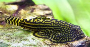 Reticulated Hillstream Loach (Sewellia lineolata)