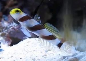 Hi Fin Red Banded Goby (Stonogobiops nematodes)