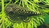 Reticulated Hillstream Loach (Sewellia lineolata)