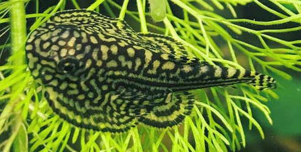 Reticulated Hillstream Loach (Sewellia lineolata)