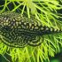 Reticulated Hillstream Loach (Sewellia lineolata)
