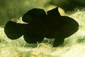 Black Clown Goby (Gobiodon atricirratus)