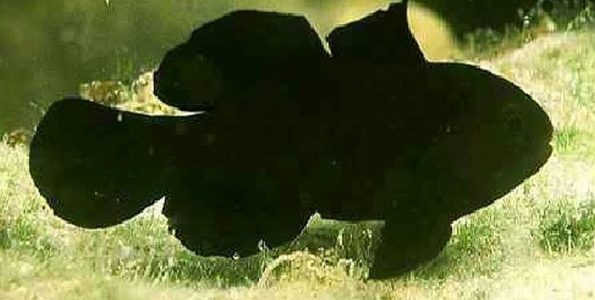 Black Clown Goby (Gobiodon atricirratus)