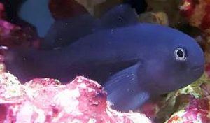 Black Clown Goby (Gobiodon atricirratus)