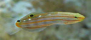 Court Jester Goby (Koumansetta rainfordi)