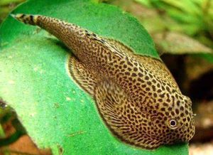 Hillstream Loach (Beaufortia kweichowensis)