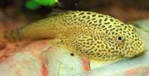 Hillstream Loach (Beaufortia kweichowensis)