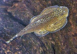 Hillstream Loach (Beaufortia kweichowensis)