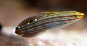 Court Jester Goby (Koumansetta rainfordi)