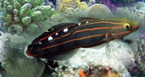 Court Jester Goby (Koumansetta rainfordi)