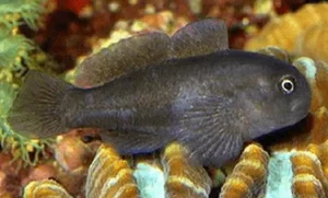 Black Clown Goby (Gobiodon atricirratus)