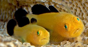 Panda Goby (Paragobiodon lacunicolus)