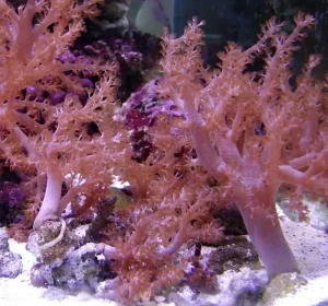 Kenya Tree coral (Capnella)