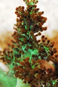 Kenya Tree coral (Capnella)