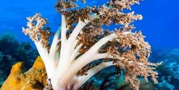 Kenya Tree coral (Capnella)